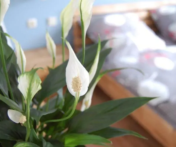 Harz Haus Kati - Talblick Bad Sachsa